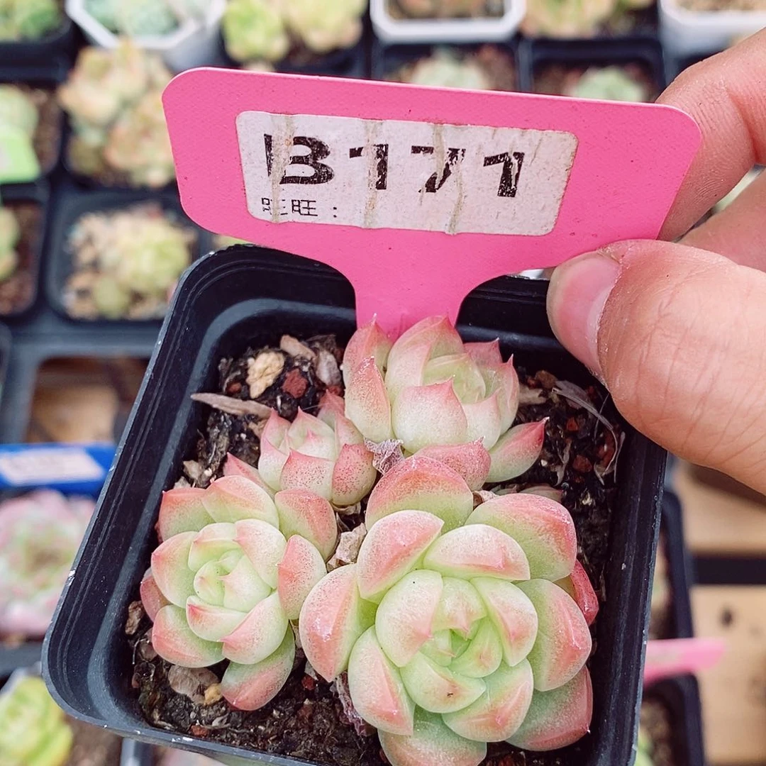 麦秆福利6cm不包整群