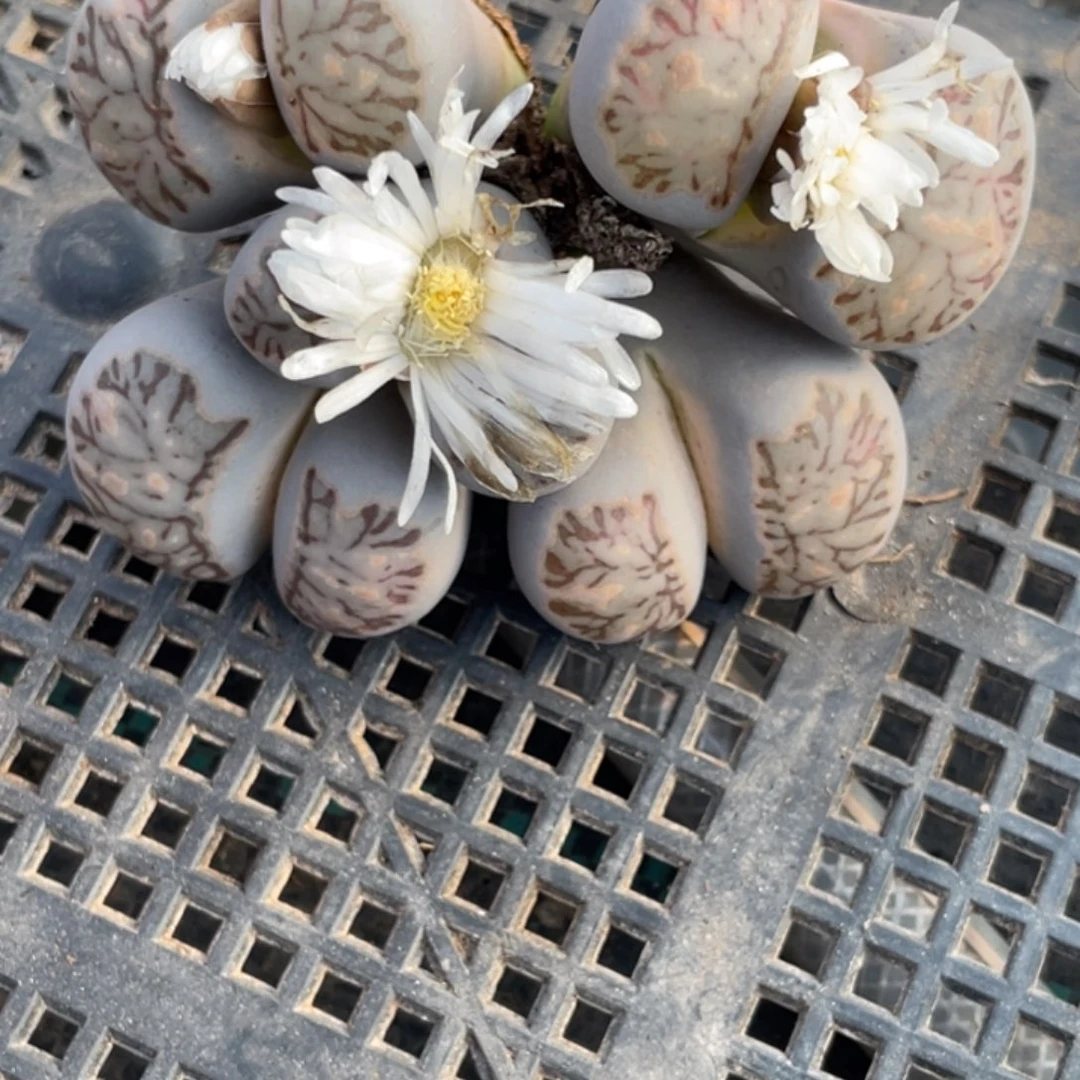 鑫***饰非偏远满20包邮424