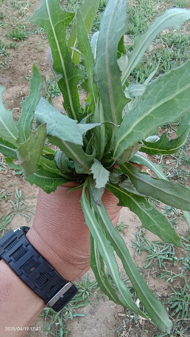 曲曲芽菜-发顺丰（没打药，可能有虫虫，介意勿拍）