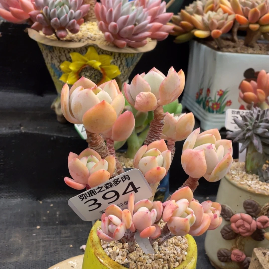 弥鹿之森一物一拍