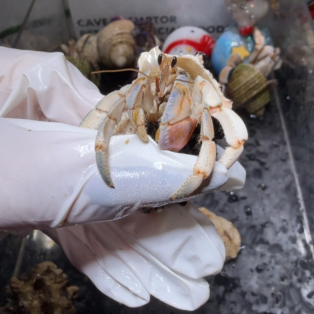 1.8口蓝粉白色。