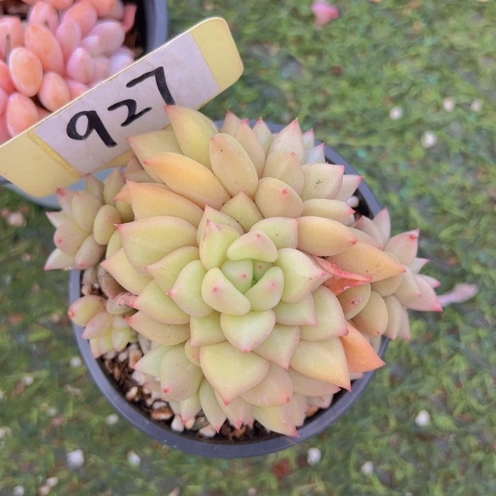 健健康康平平安安