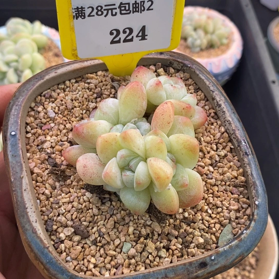 小****?2224冰玉7头朵朵带板子