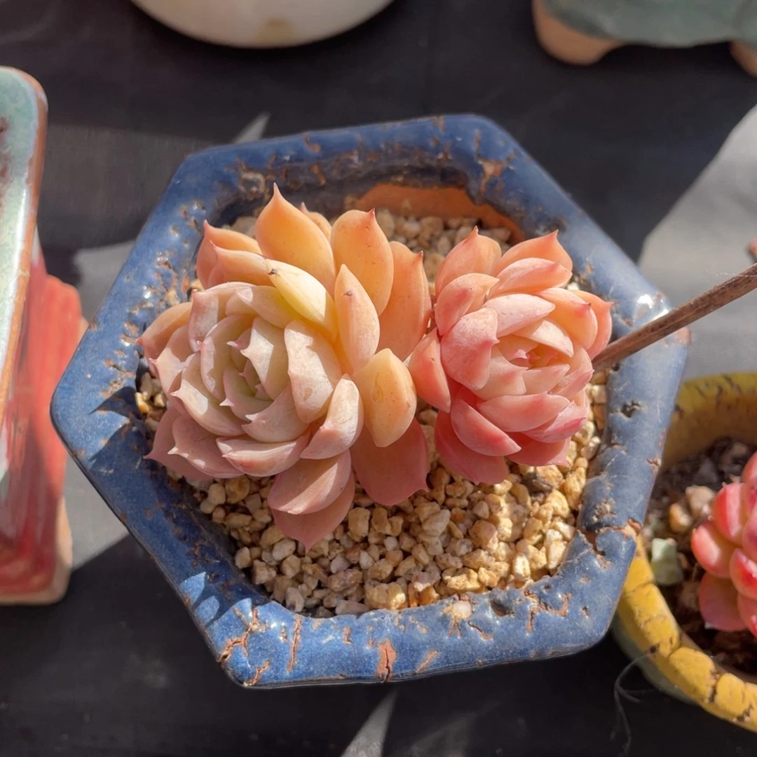 昂斯诺双头老桩带盆