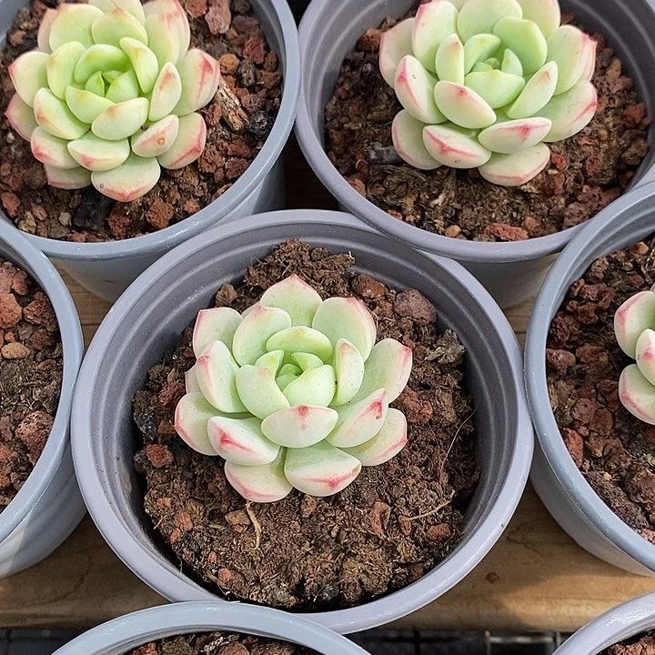 团。单头小香草。福利多多