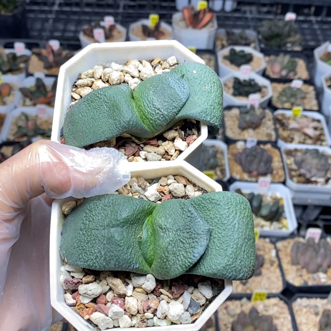 2颗实生卧牛带盆发货