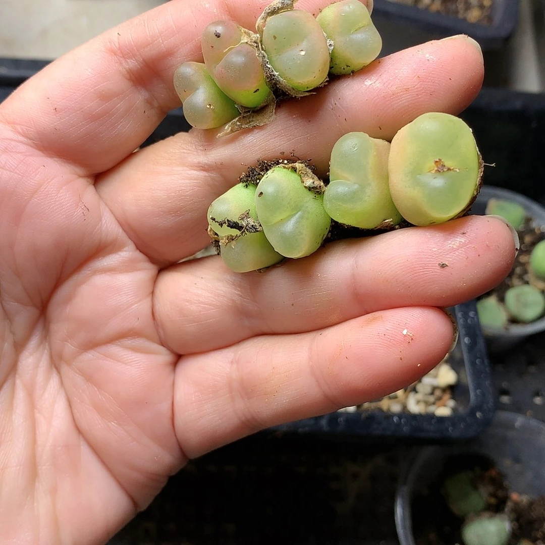 W456多肉植物保护