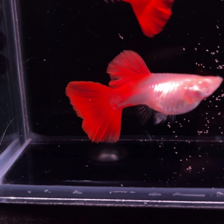 孔雀鱼血红红玫瑰1对