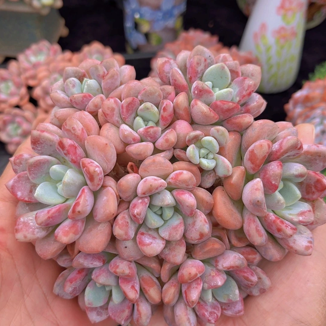 完全开放花瓣露老桩