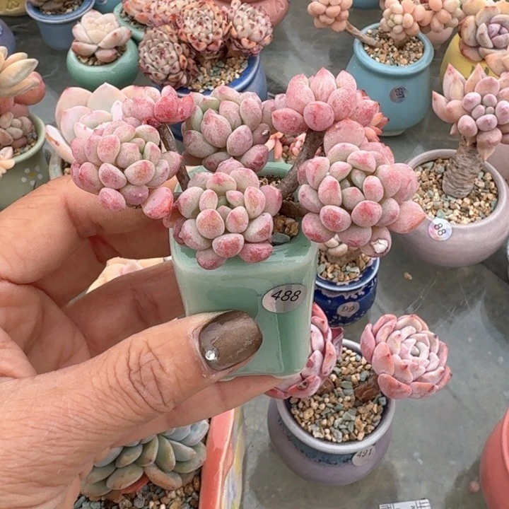 488 多肉含盆土 30元包邮 除偏远地区