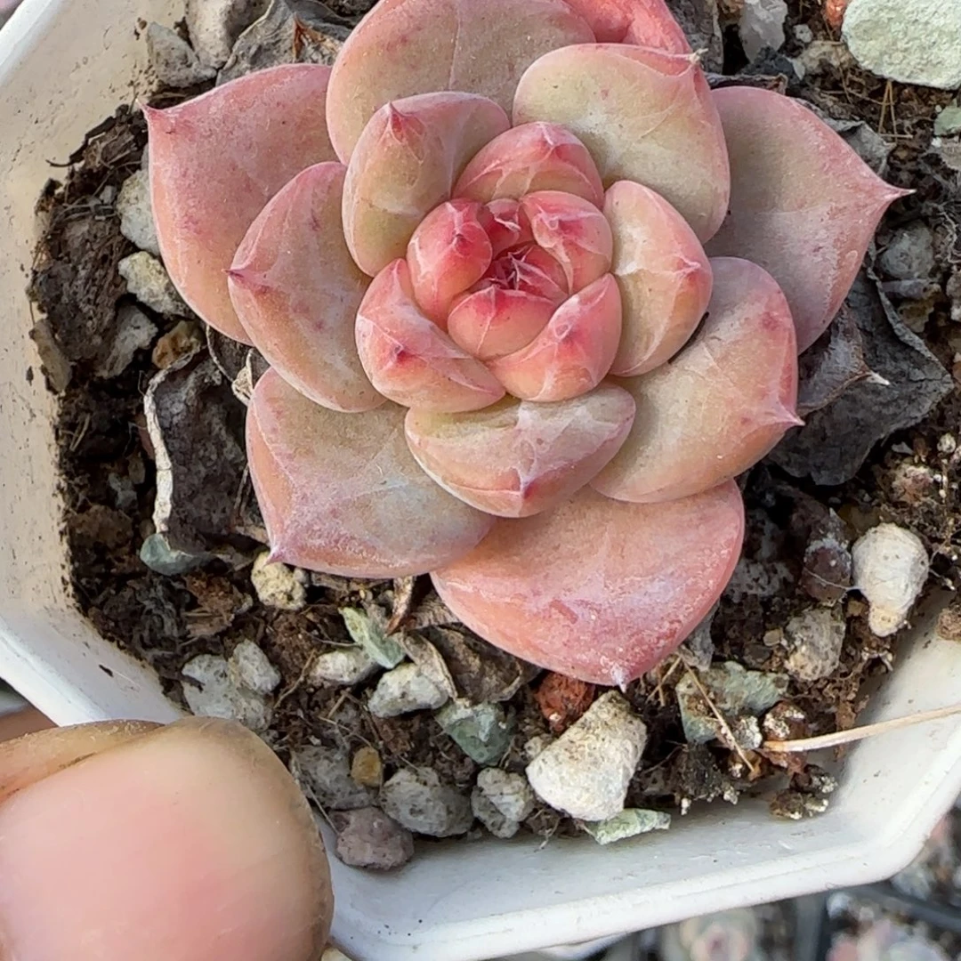 小卡拉米糖心一物一拍