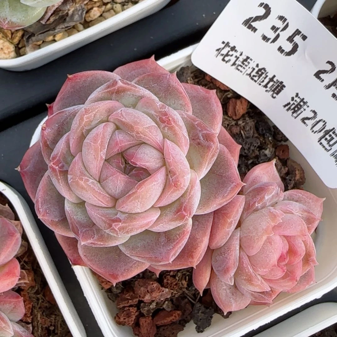 花语逸境0211-235