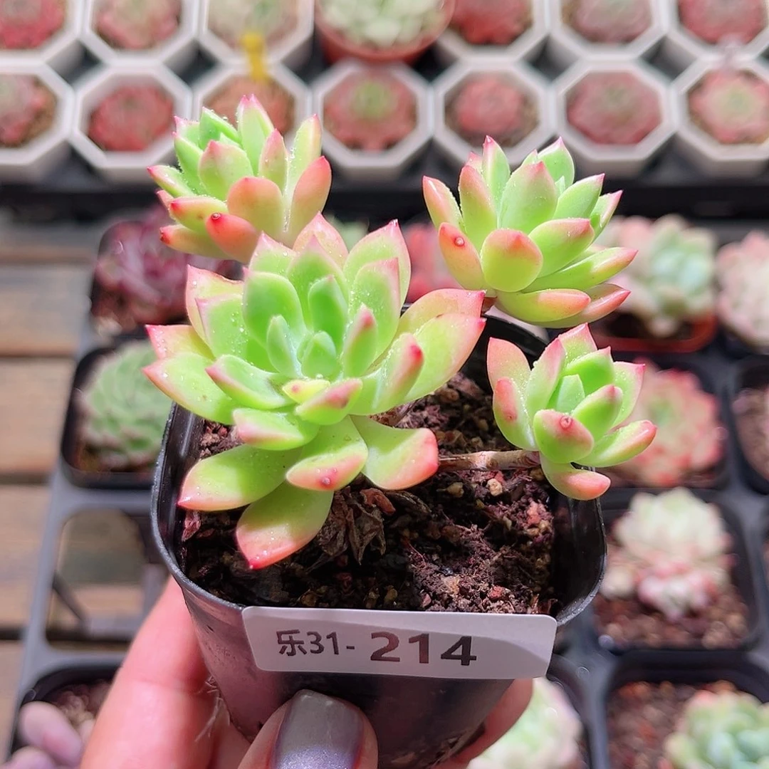 乐然31-214 马库斯