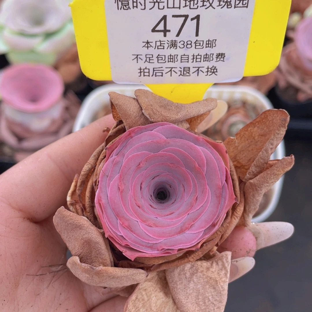山地玫瑰471满38包邮裸根发货