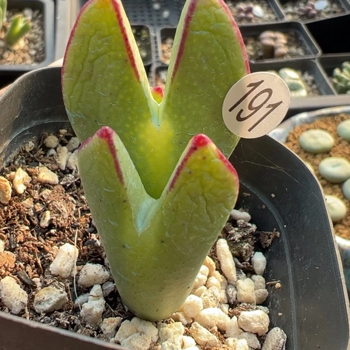 191号这颗多肉有点好看