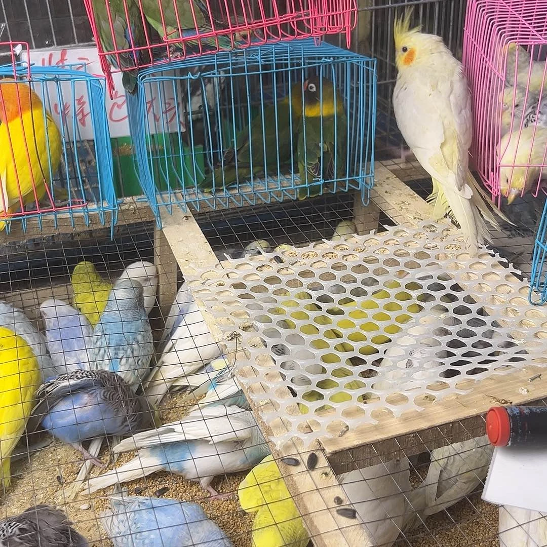 繁***尽玄凤鹦鹉/鸡尾鹦鹉黄化一只