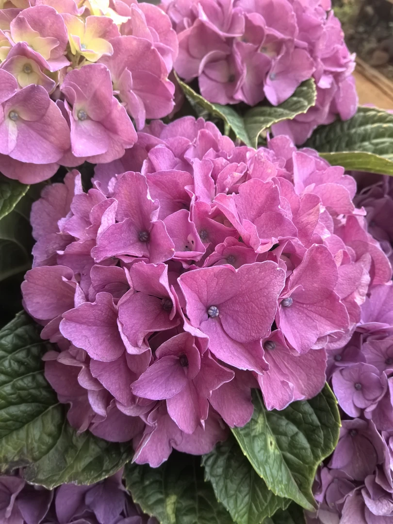 《沉香》大花绣球 带花带土栽好包邮
