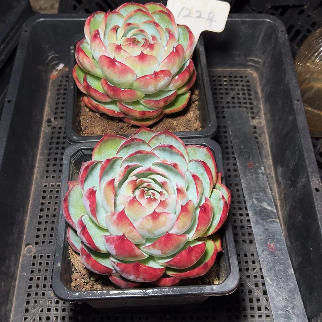 惊鸿仙子两颗1224号