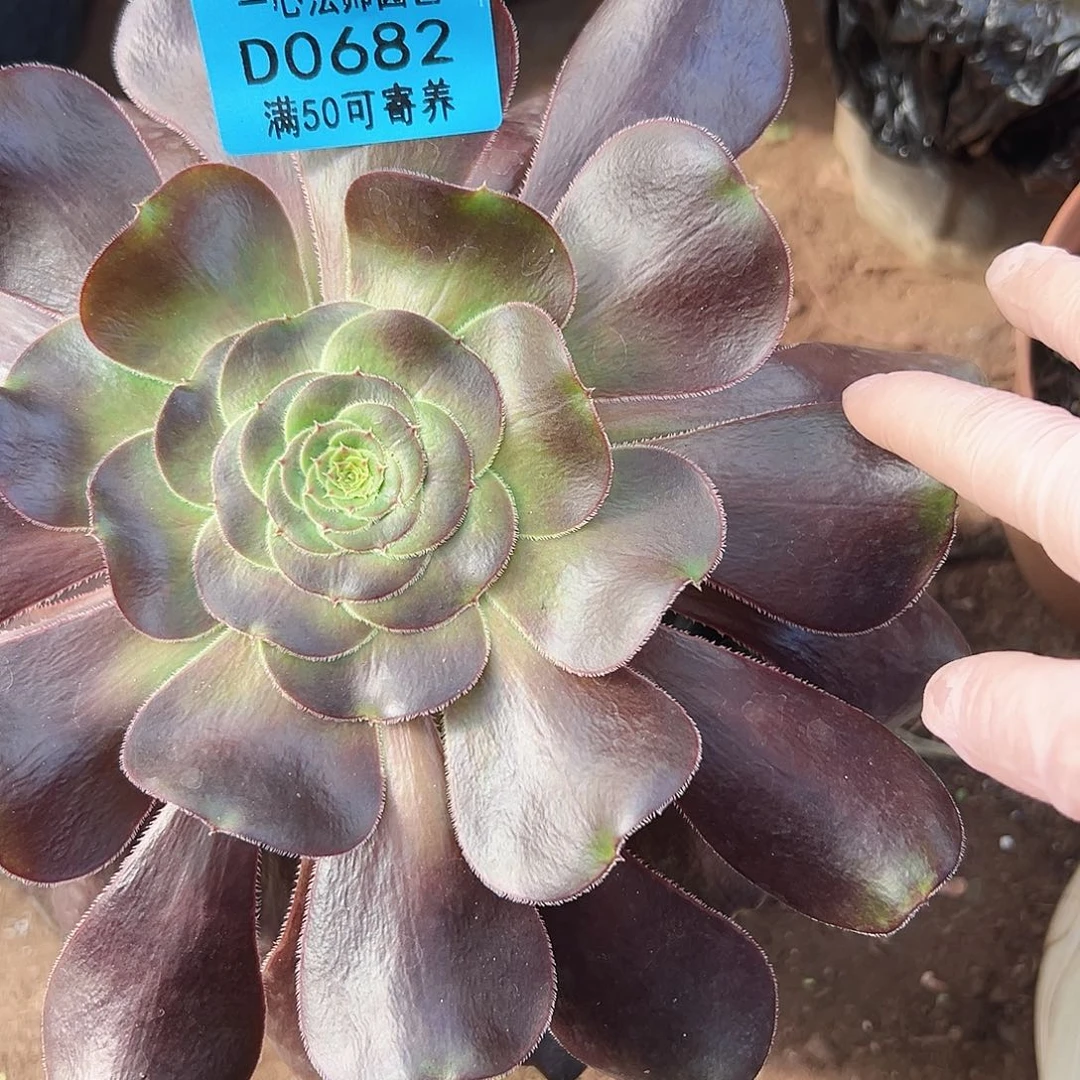 黑暗磨君0682多肉植物