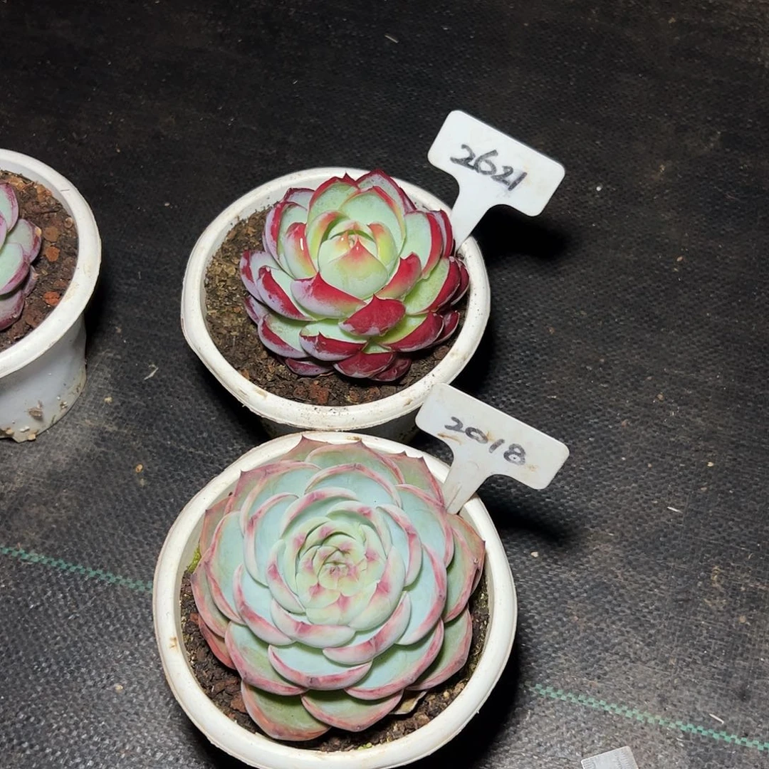 啊****惊鸿仙子2621.2018号