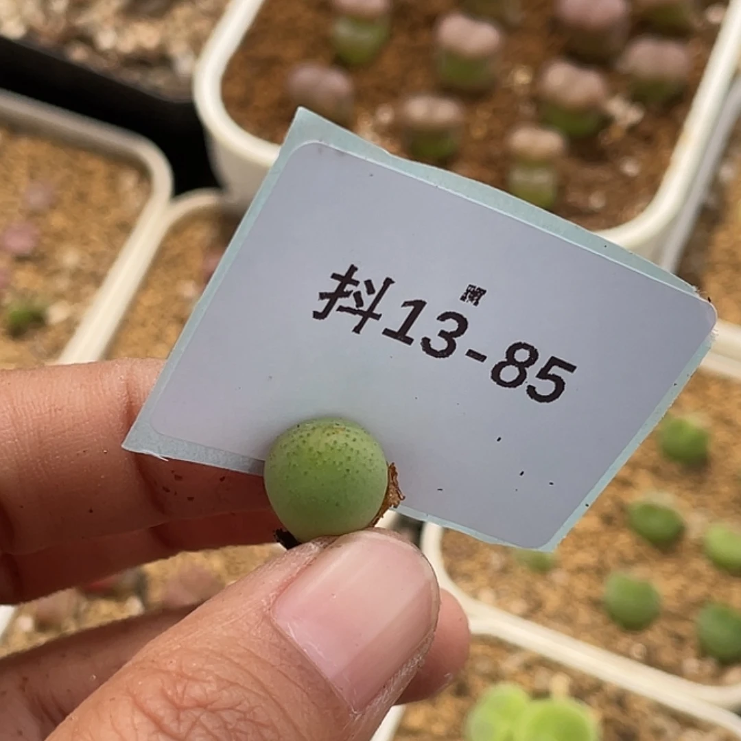 岚*13-85肉锥多肉植物