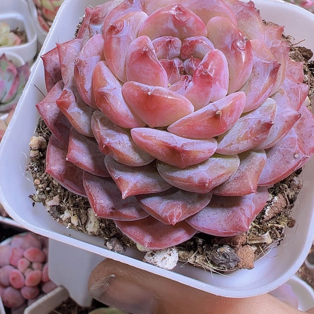 云塔19包邮多肉植物