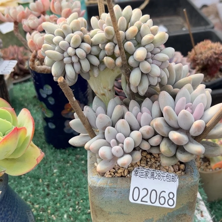 幸运儿是一位非常幸运