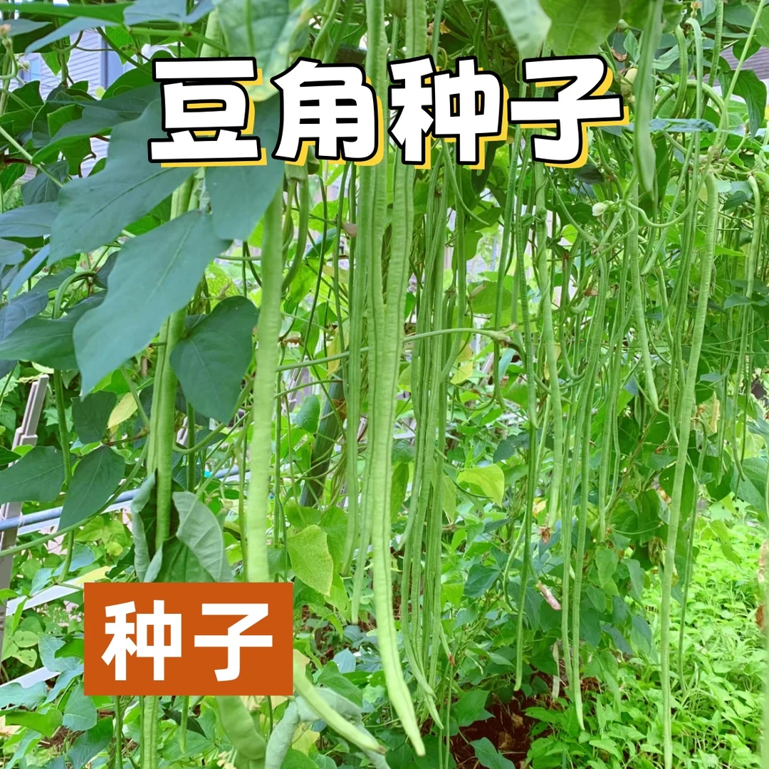 春秋长豆角种子种植901长豇豆辣椒蔬菜家庭菜园种豆橛子蔬菜种子