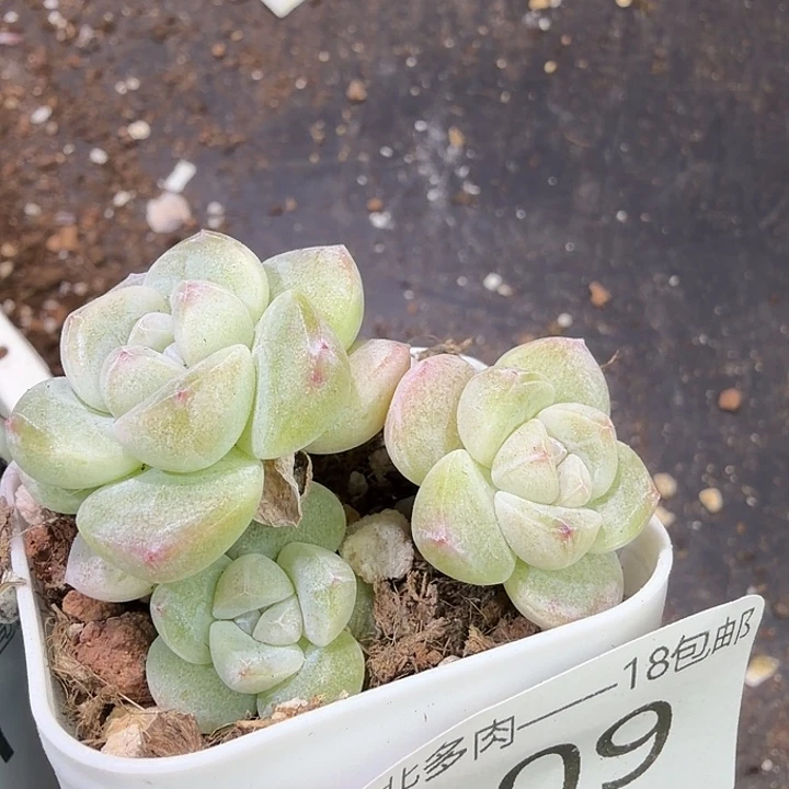 C***n109 号到手1框江北多肉