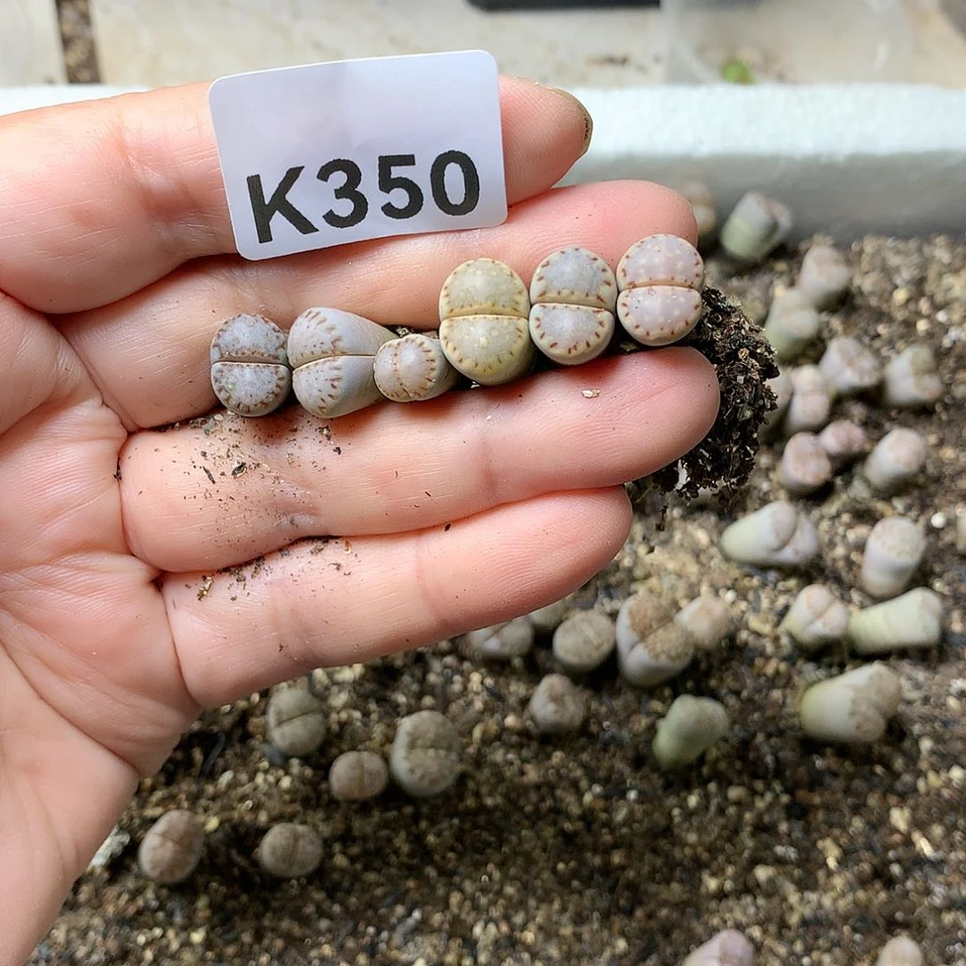 稻*K350多肉植物保护