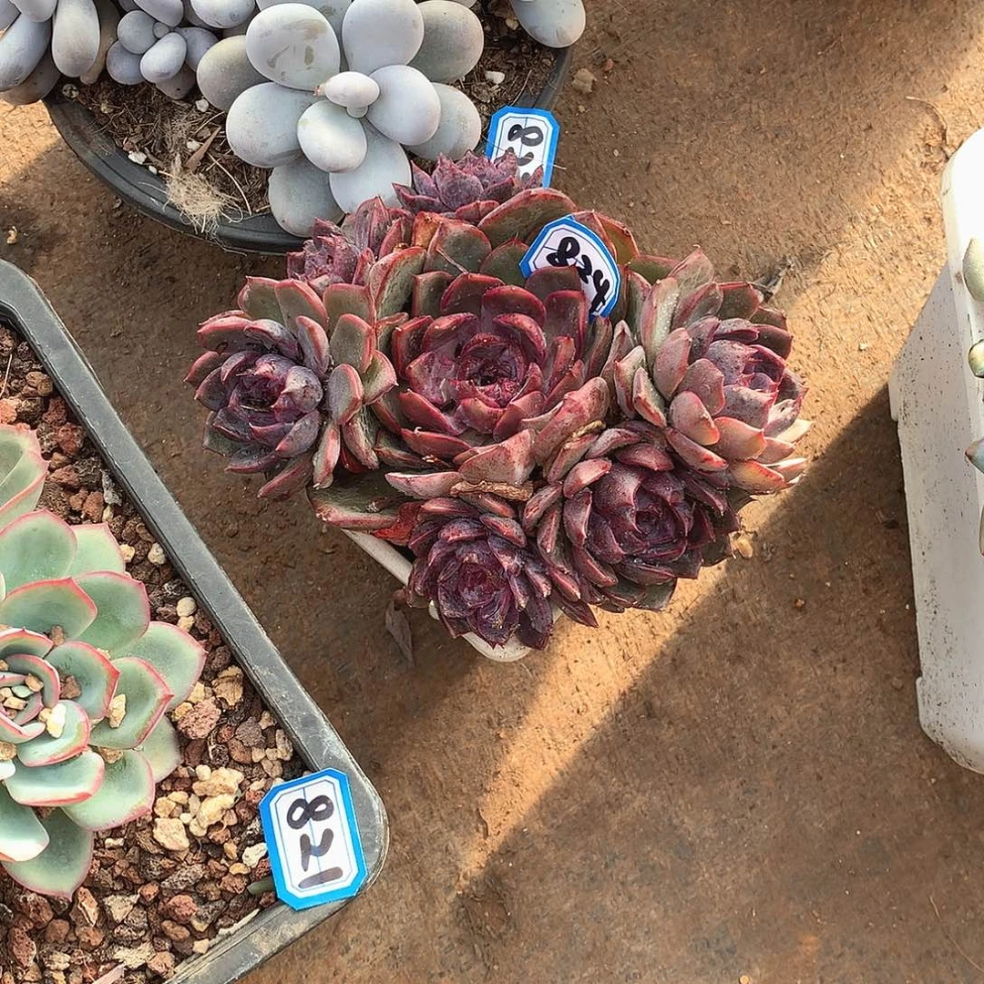 824 一物一拍多肉