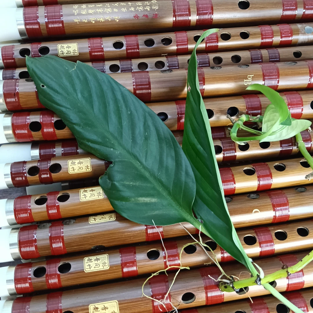 学竹笛子！苦竹材料