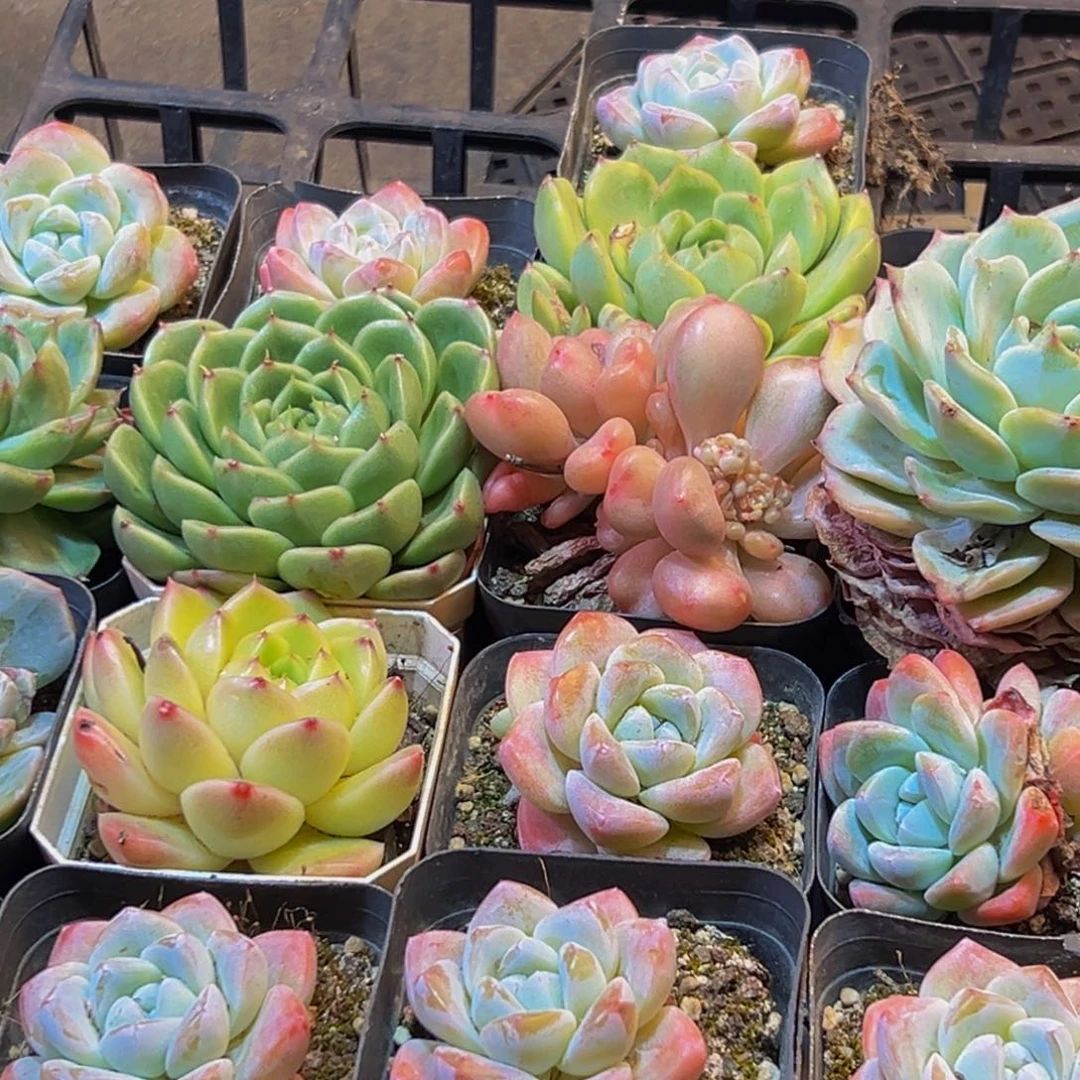 786多肉葡萄多肉葡萄柚多