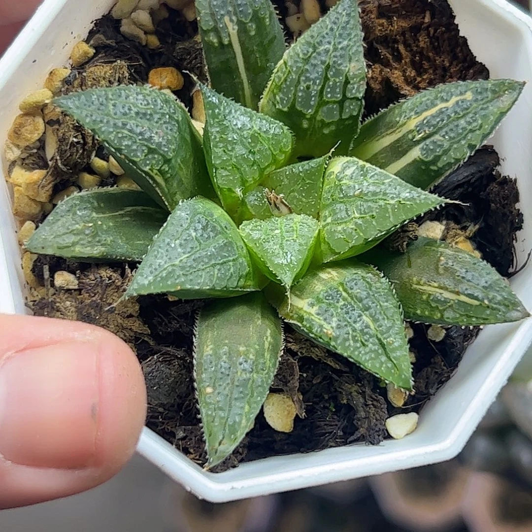 青木女王锦十二卷多肉植物