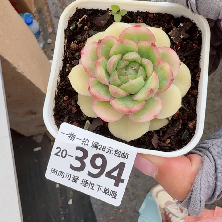 水晶虾饺无盆土发货无