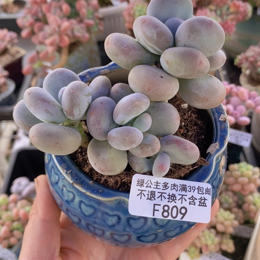 黄金大叶奶9cm809多肉植物