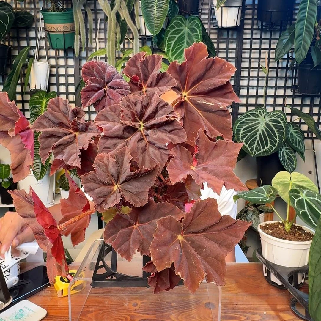 无花朵?****?一物一拍F119