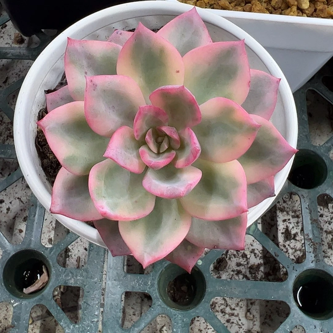 粉哈琳锦 婕宝一物一拍