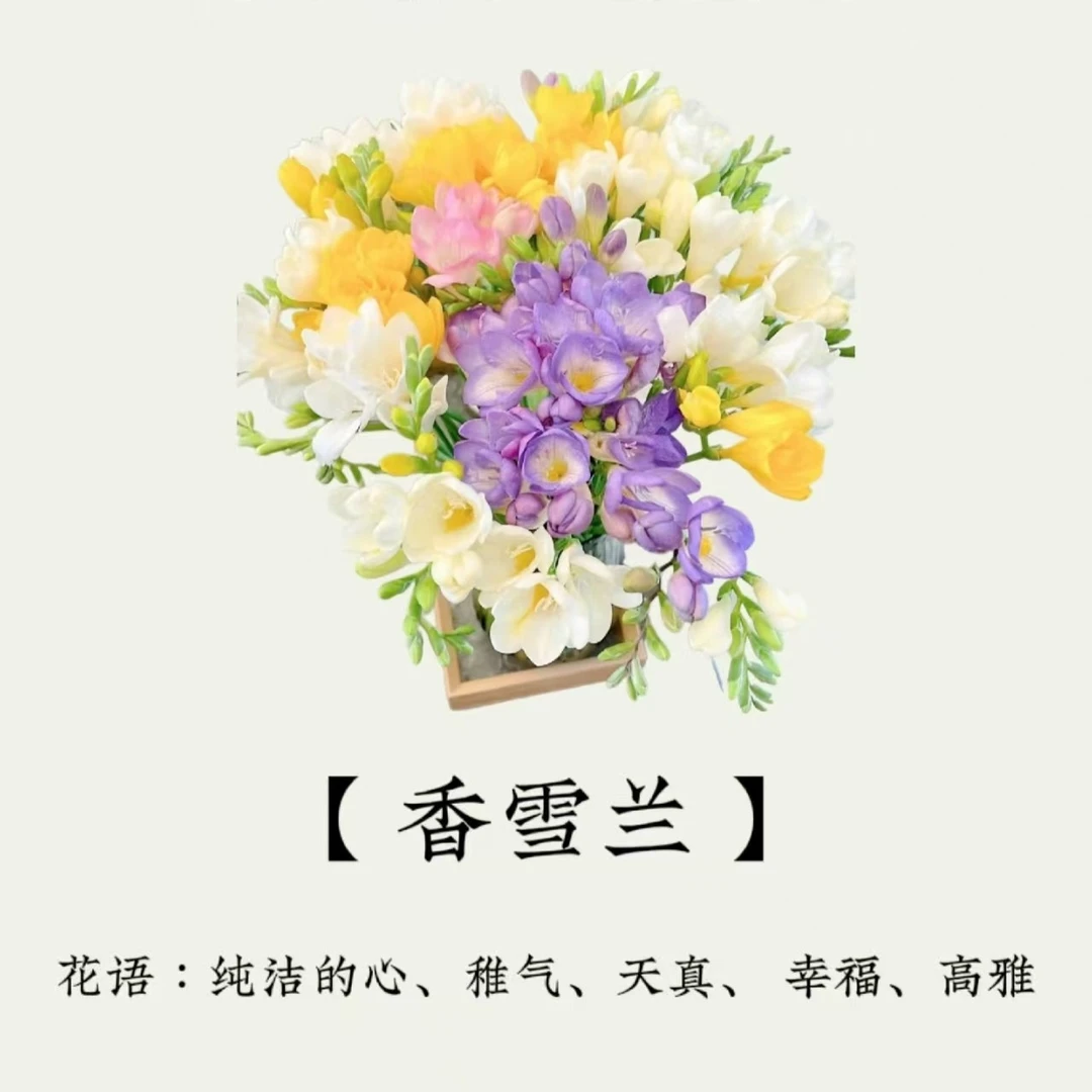 香雪兰 一扎 拉萨同城配送送花上门