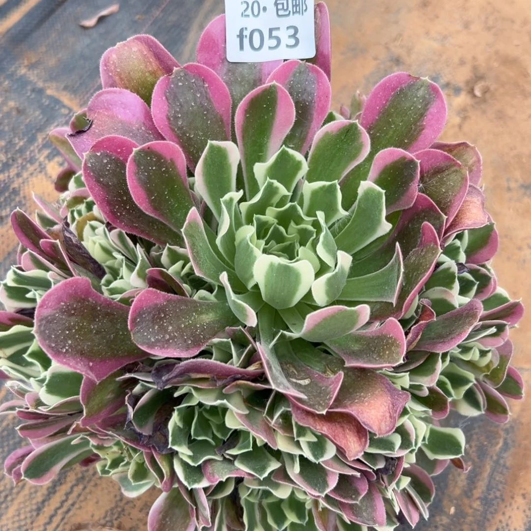 053白凤，满20包邮