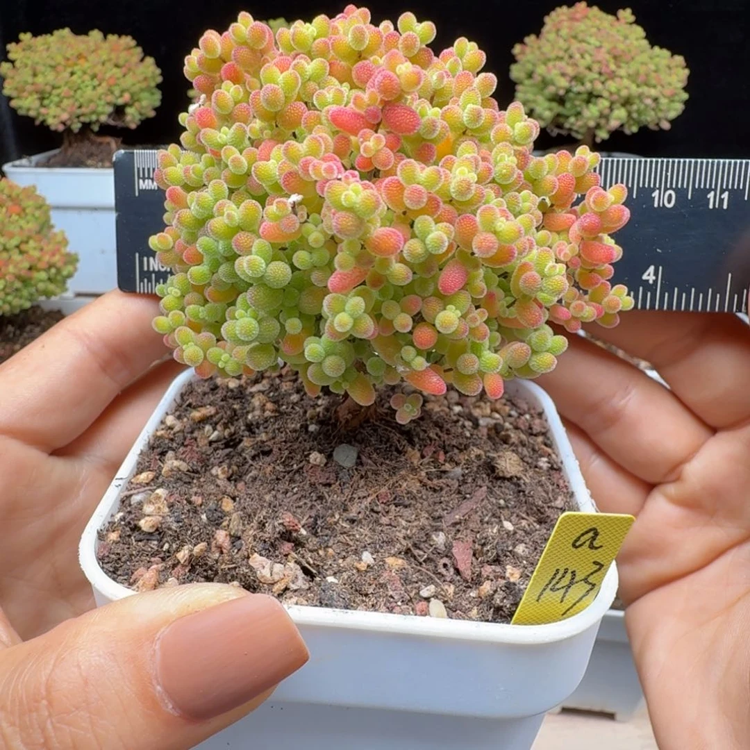 a143号蜜橘冠服8厘米