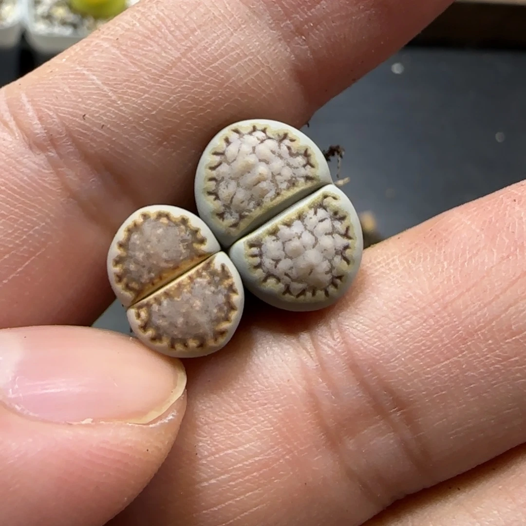 11.9。  糖霜饼干2。   2023