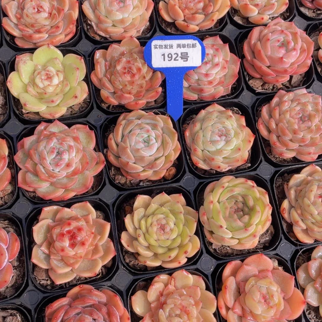 192号糖心新品美肉组合五个