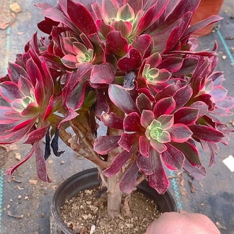 308金丝多肉植物