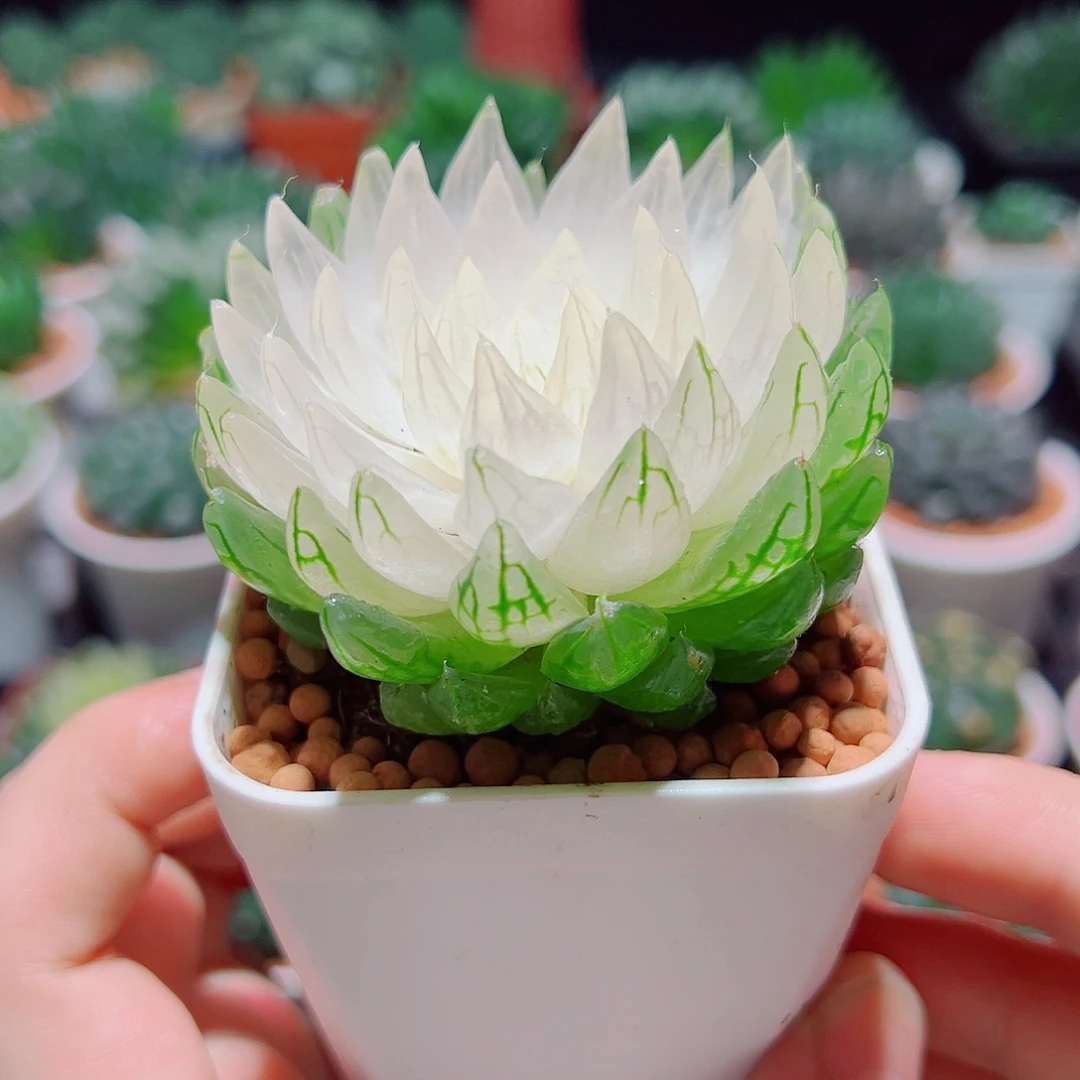 白莲花小白盆多肉多肉
