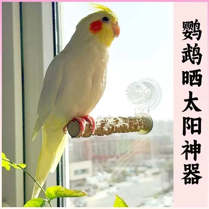 鹦鹉花椒木吸盘站杆站架子站台磨爪玄凤虎皮专用鸟用墙面玻璃站棍