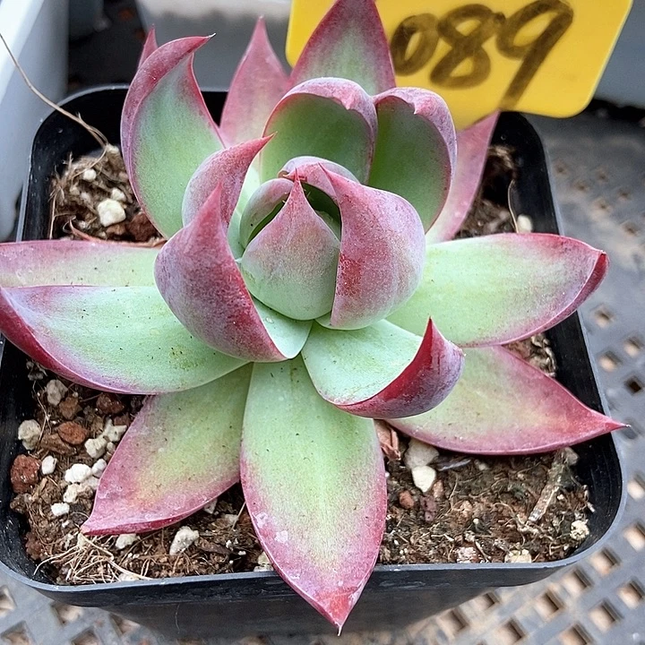 多肉惊鸿仙子6089