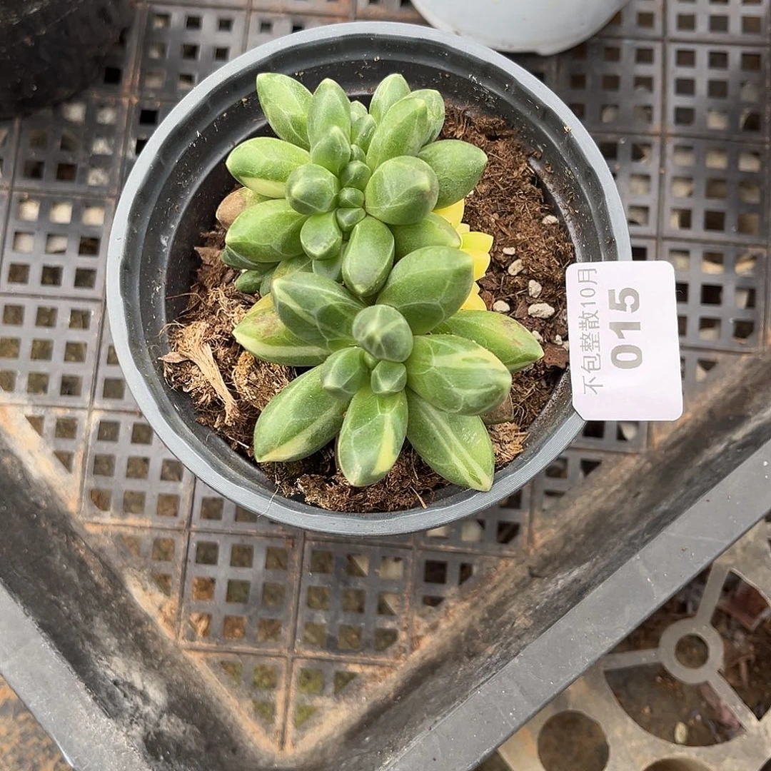 阿雅园艺。      015千代田锦缀