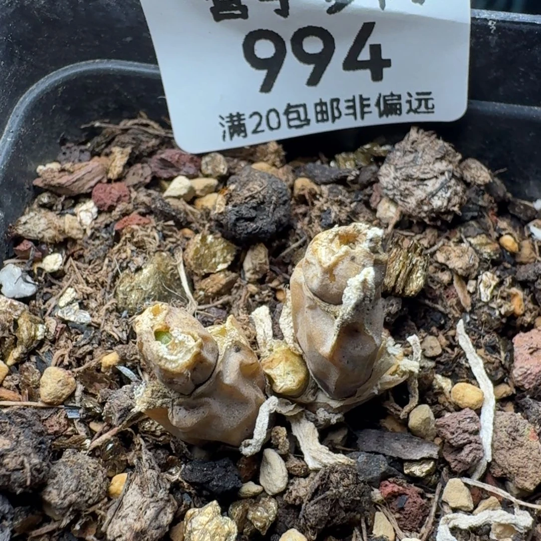 碧光环带盆土