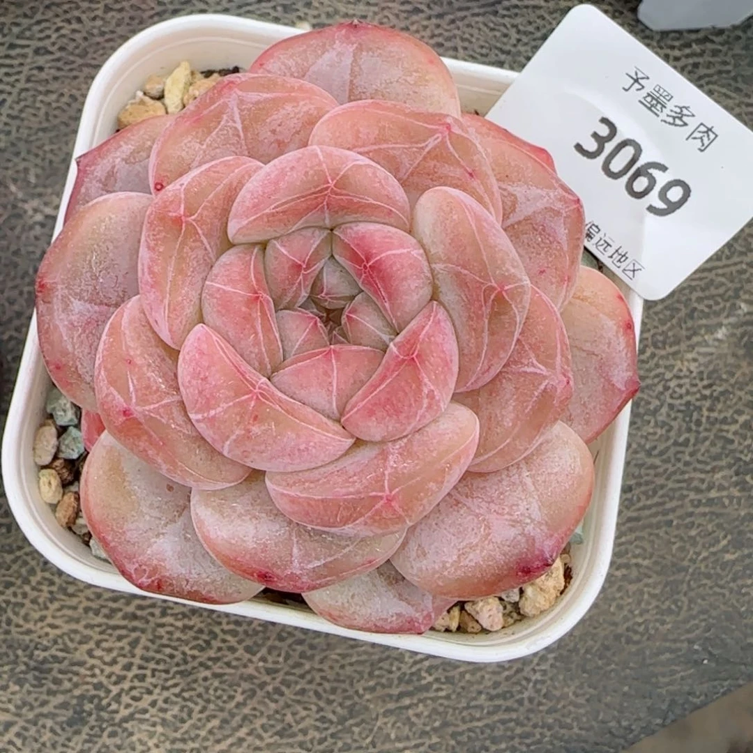 粉琉璃冰魄，3069多肉植物